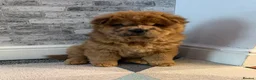 Chow Chow dogs for sale: K.c registered chow chow puppies - Advert 4