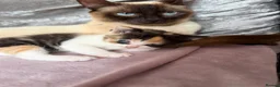 Mixed Breed cats for sale: Calico Beautiful-Mum Siamese Dad Ragdoll Bengal  - Advert 22