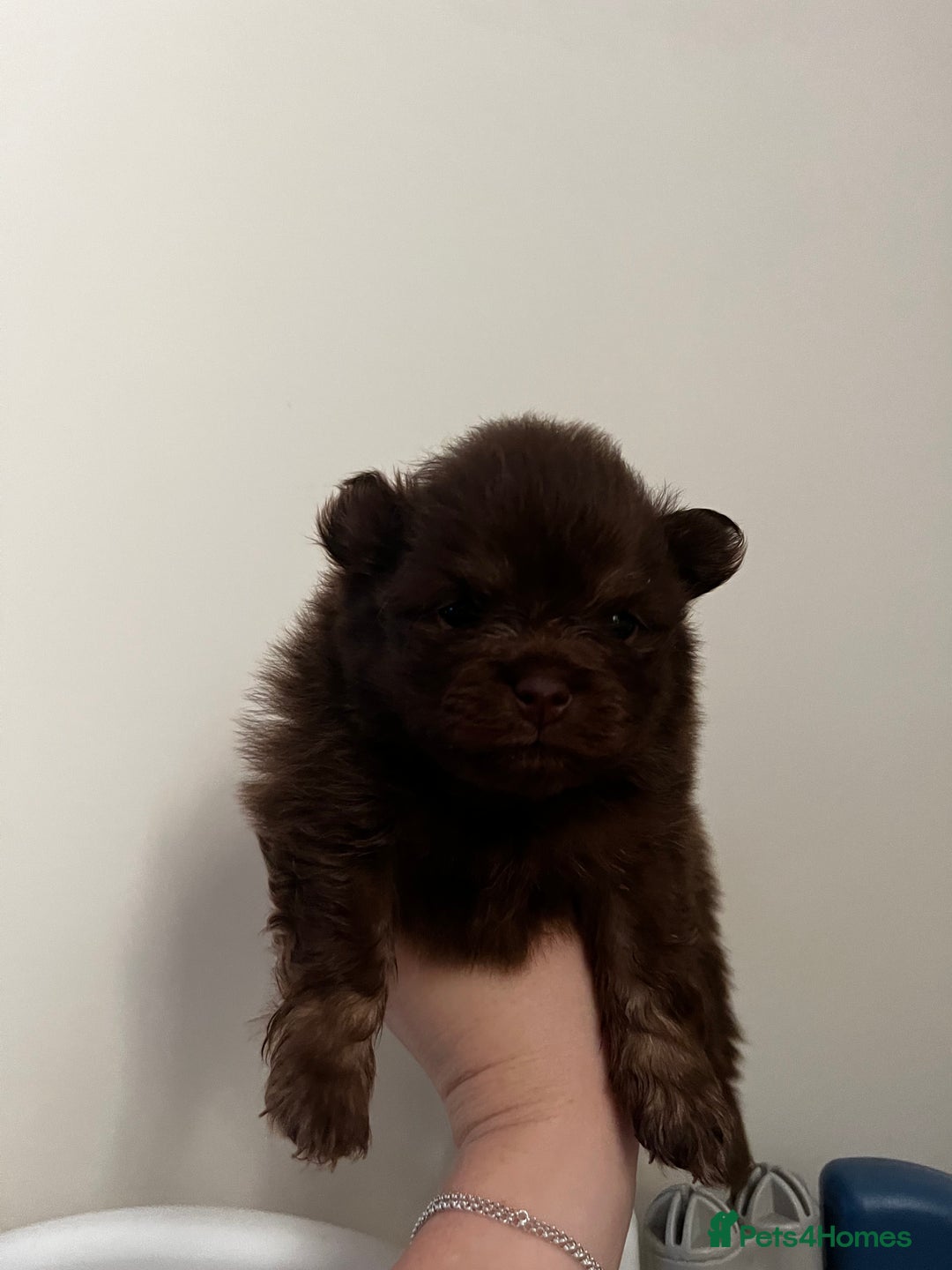 Pomeranian dogs for sale: Fluffy Pomeranian puppy’s MERLE & CHOCOLATE - Advert 20
