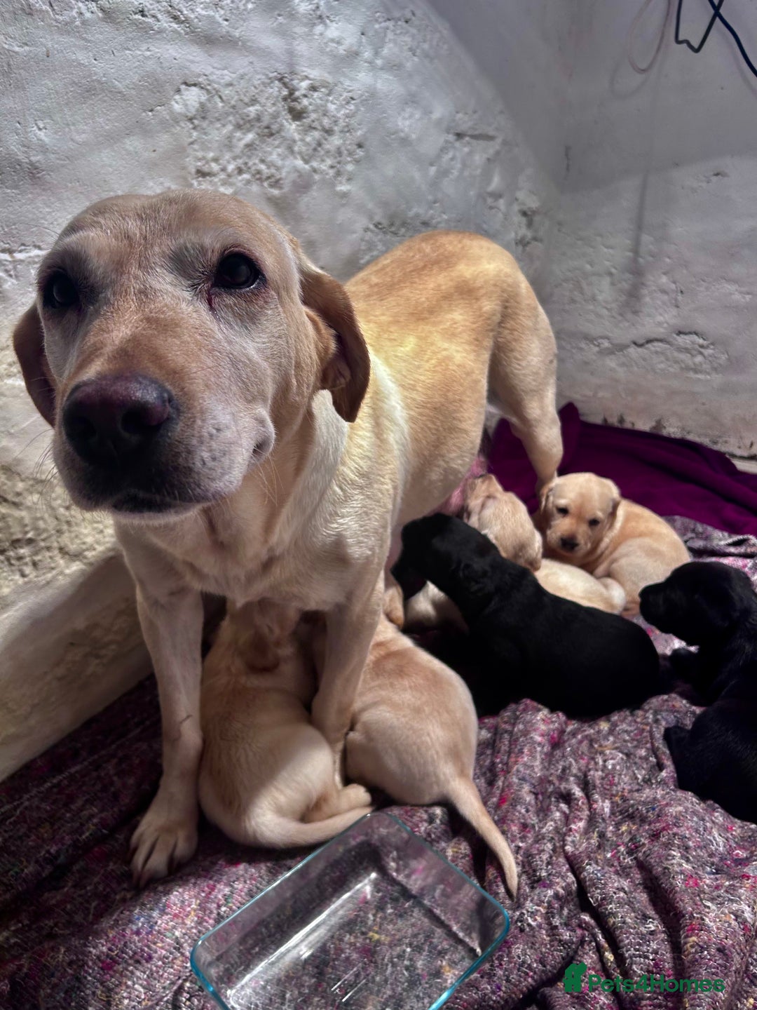 Labrador Retriever dogs for sale: Beautiful KC Reg Lab Pups - Advert 22