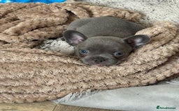 French Bulldog dogs for sale: French Bulldogs merle x fluffy puppies - Image 5