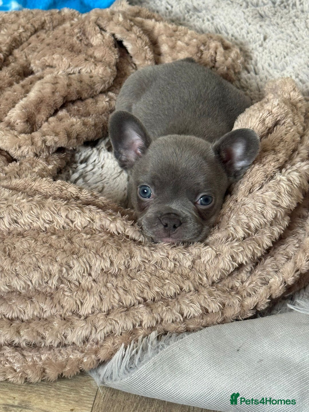 French Bulldog dogs for sale: French Bulldogs merle x fluffy puppies - Image 5
