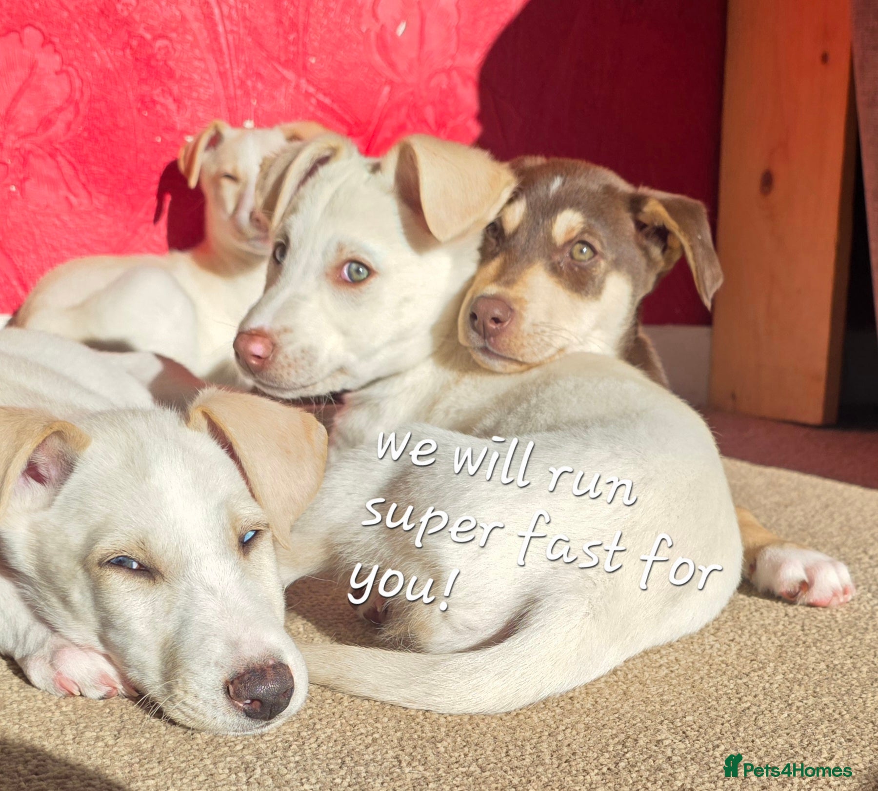 Mixed Breed dogs EUROHOUND / SIBERIAN HUSKY HYBRID PUPPIES  - Advert 10