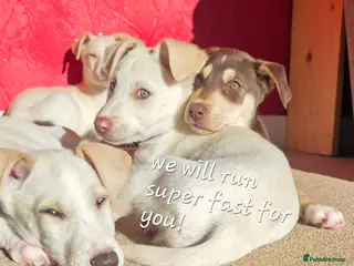 Mixed Breed dogs EUROHOUND / SIBERIAN HUSKY HYBRID PUPPIES - Advert 10