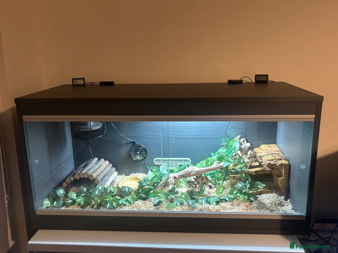 Corn Snake reptiles for sale: Juvenile Amel Tessera Corn Snake - Advert 1