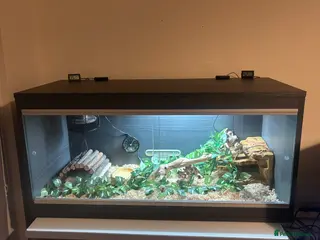 Corn Snake reptiles Juvenile Amel Tessera Corn Snake - Advert 1