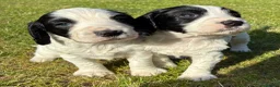 Sprocker dogs for sale: Sprocker Puppies - Advert 8