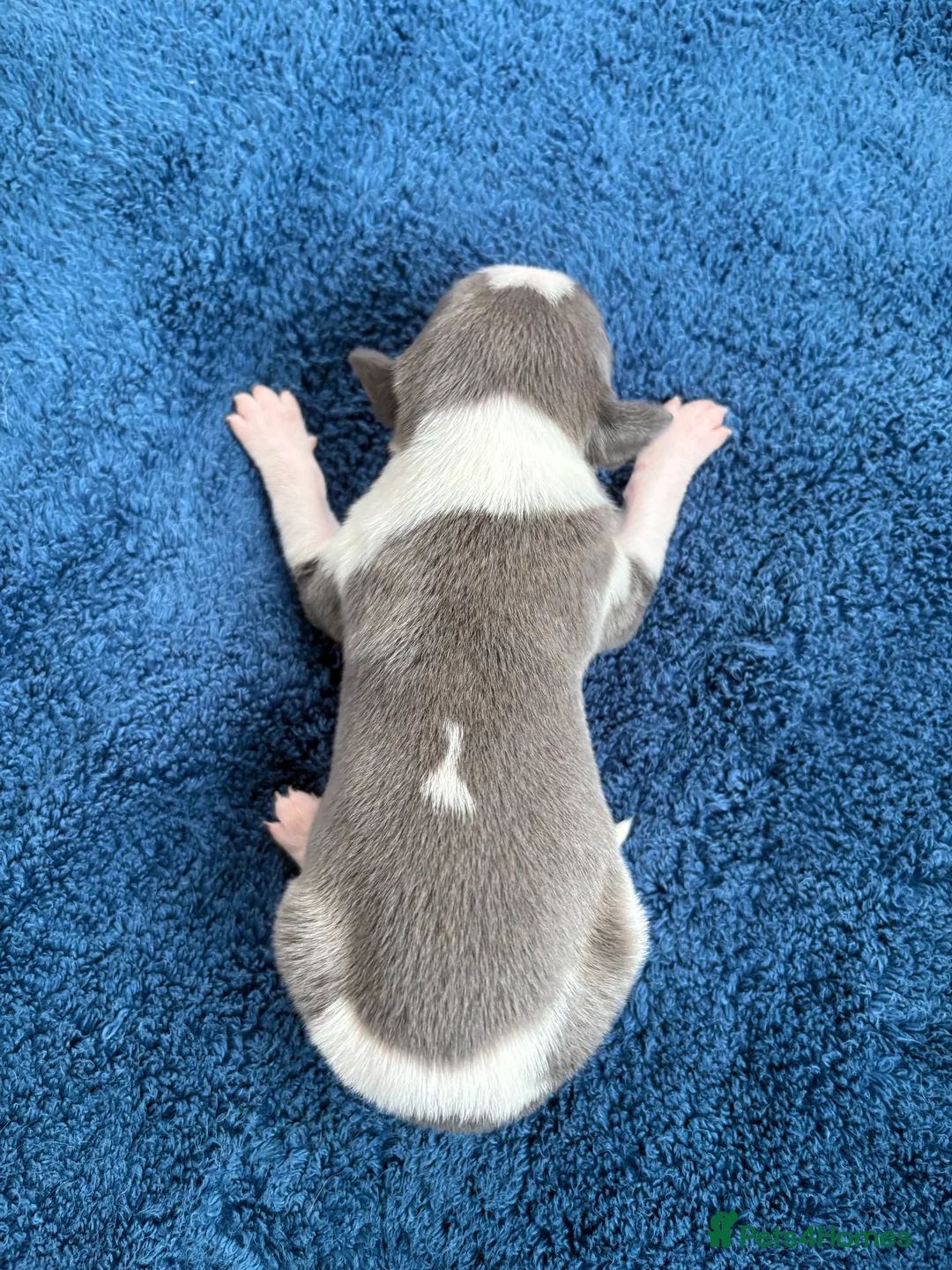 Whippet dogs for sale: 💕⭐️KC WHIPPET PUPS⭐️ 💕 - Advert 17