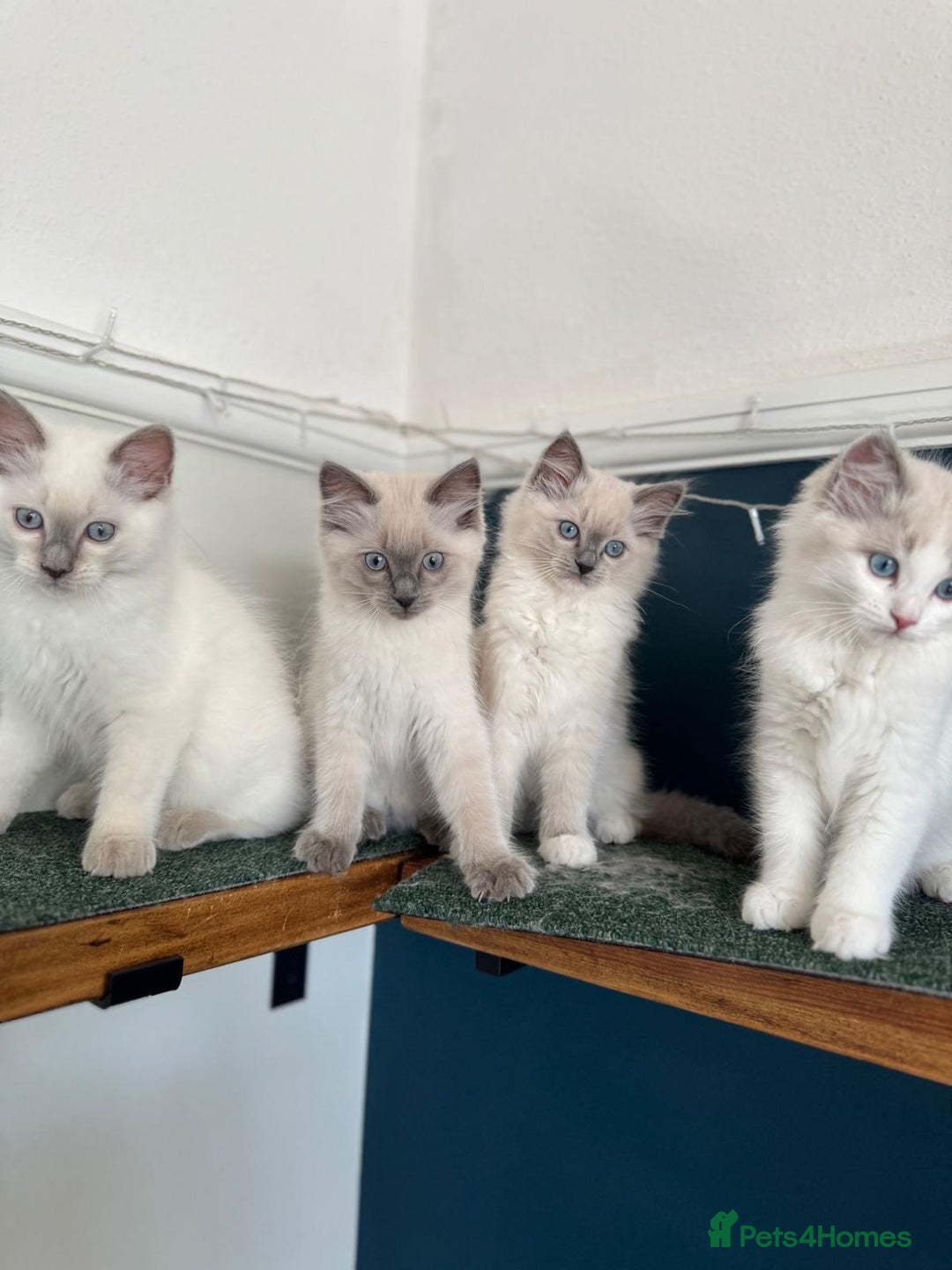 Ragdoll cats for stud: Active Gccf Blue bi Ragdoll in Grantham - Image 18