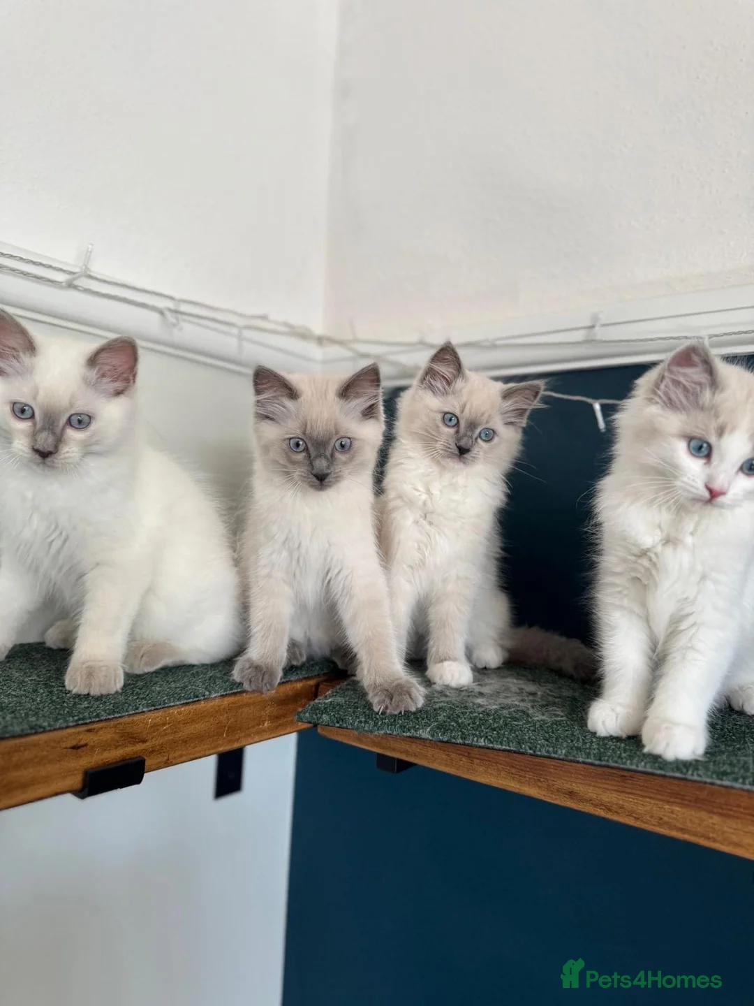 Ragdoll cats for stud: Active Gccf Blue bi Ragdoll in Grantham - Advert 18