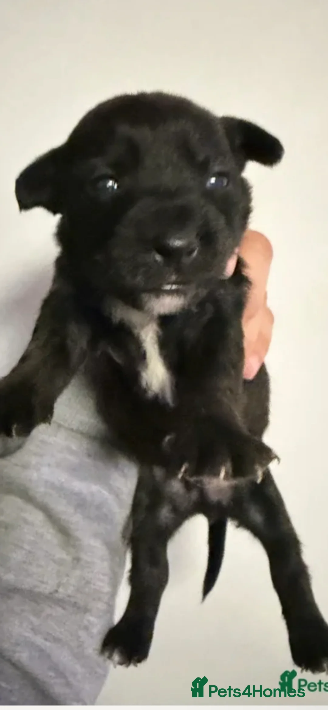 Mixed Breed dogs for sale: £50 Off if collected Today Westie CrossBreeds Sale - Advert 4