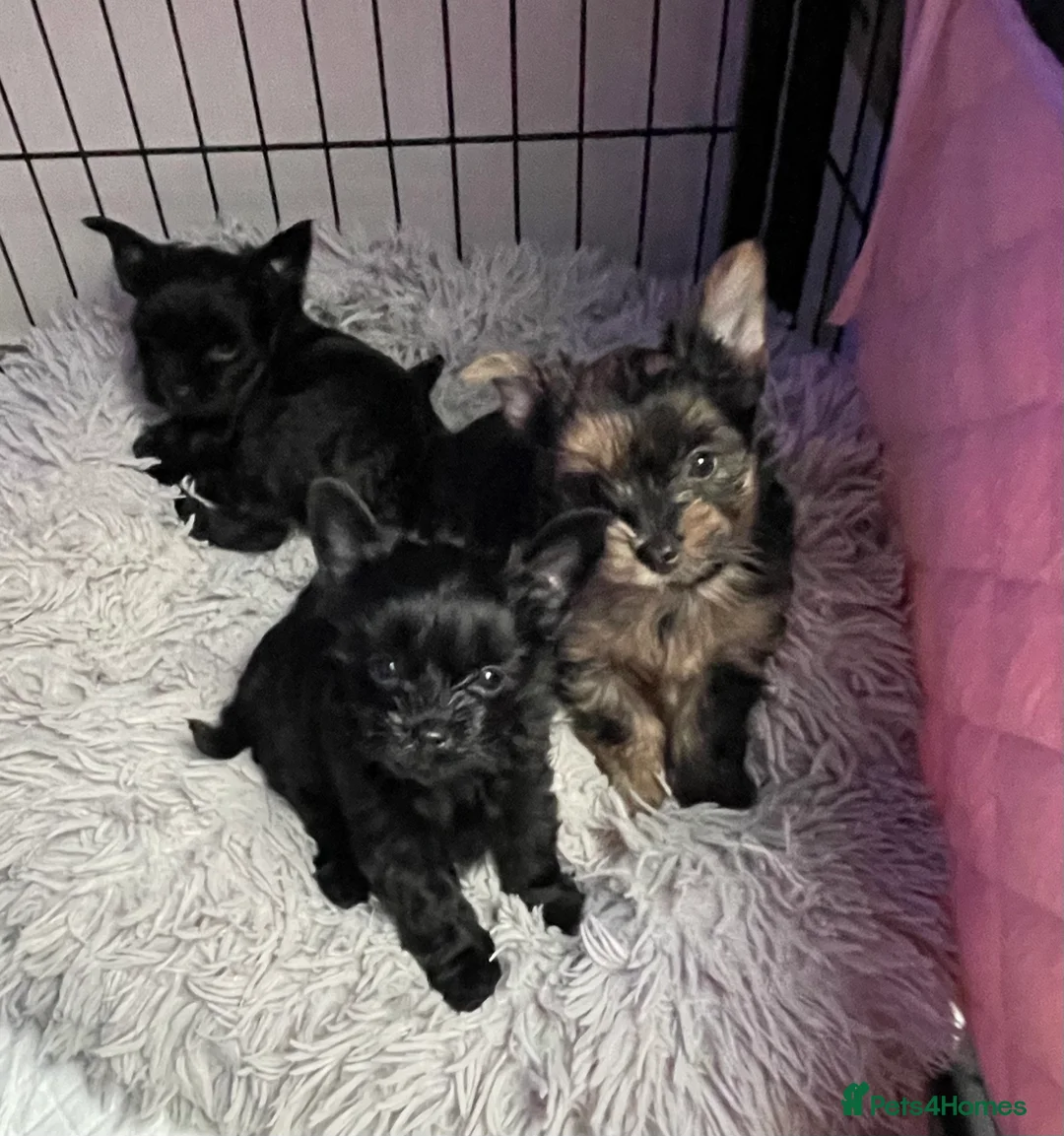 Yorkshire Terrier dogs for sale: pedigree yorkshire terrier ‼️‼️ - Advert 4