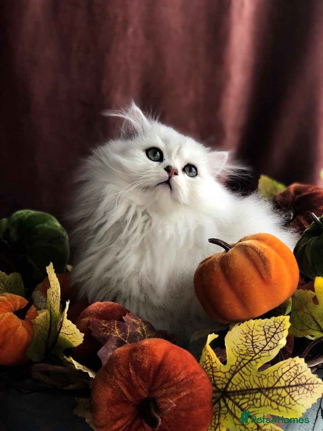 British Shorthair cats for sale: Now reserved - BLH girl  - Advert 8