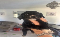 Cocker Spaniel dogs for sale: Stunning litter of working cocker spaniel puppies  - Image 3