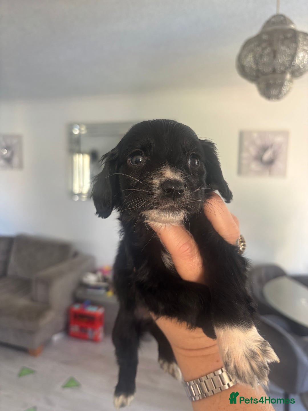 Cocker Spaniel dogs for sale: Stunning litter of working cocker spaniel puppies  - Image 3