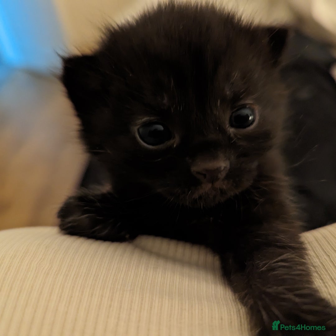 Domestic Shorthair cats for sale: Black Fluffy Kittens  - Advert 3