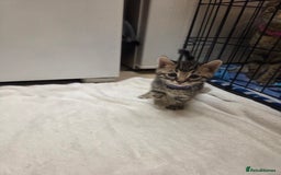 Bengal cats for sale: Beautiful 1/2 bengal kittens - Image 17