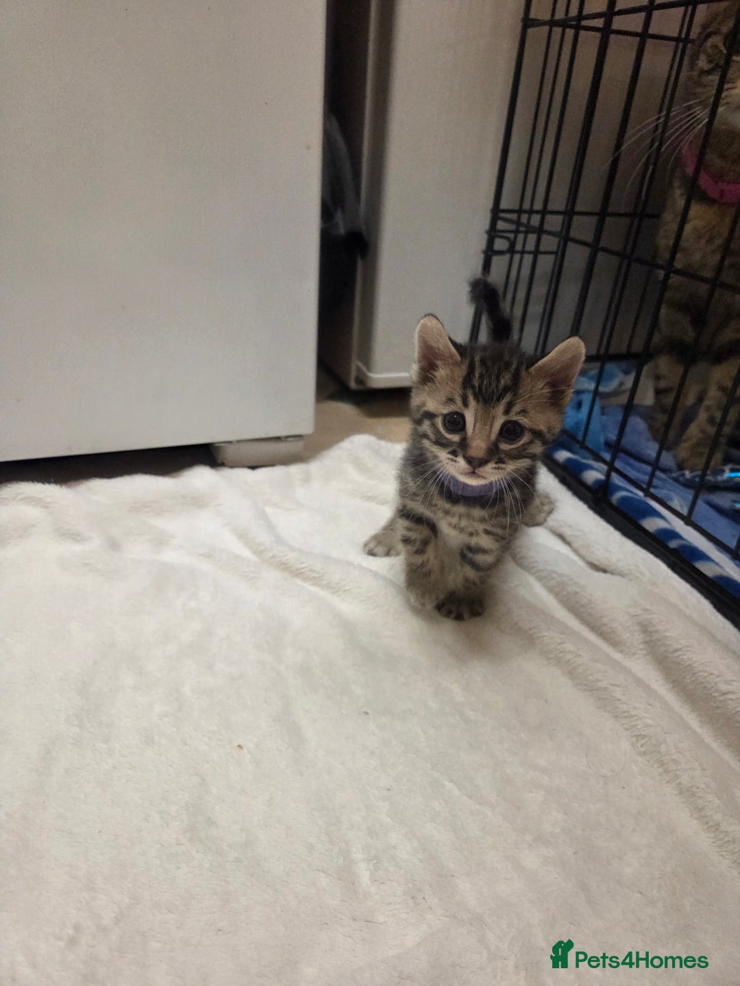 Bengal cats for sale: Beautiful 1/2 bengal kittens - Image 17