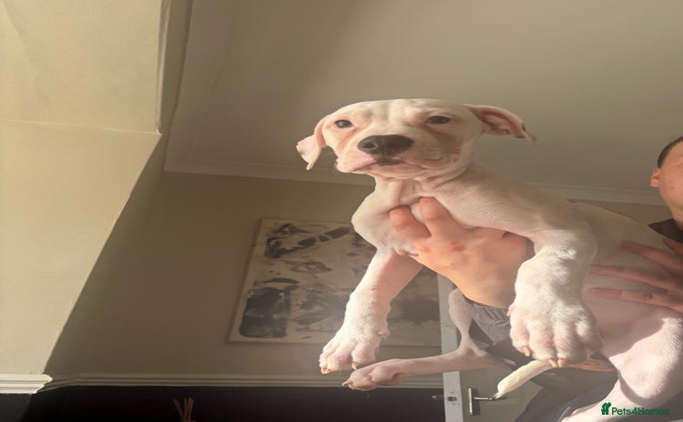 American Bulldog dogs - Advert 2
