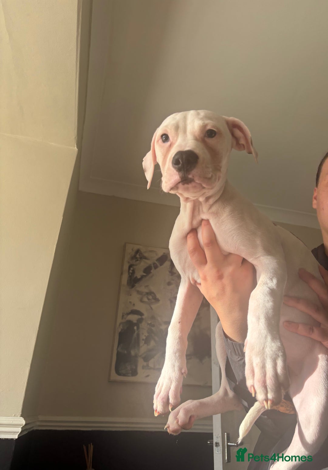 American Bulldog dogs for sale: American bulldog  - Image 1