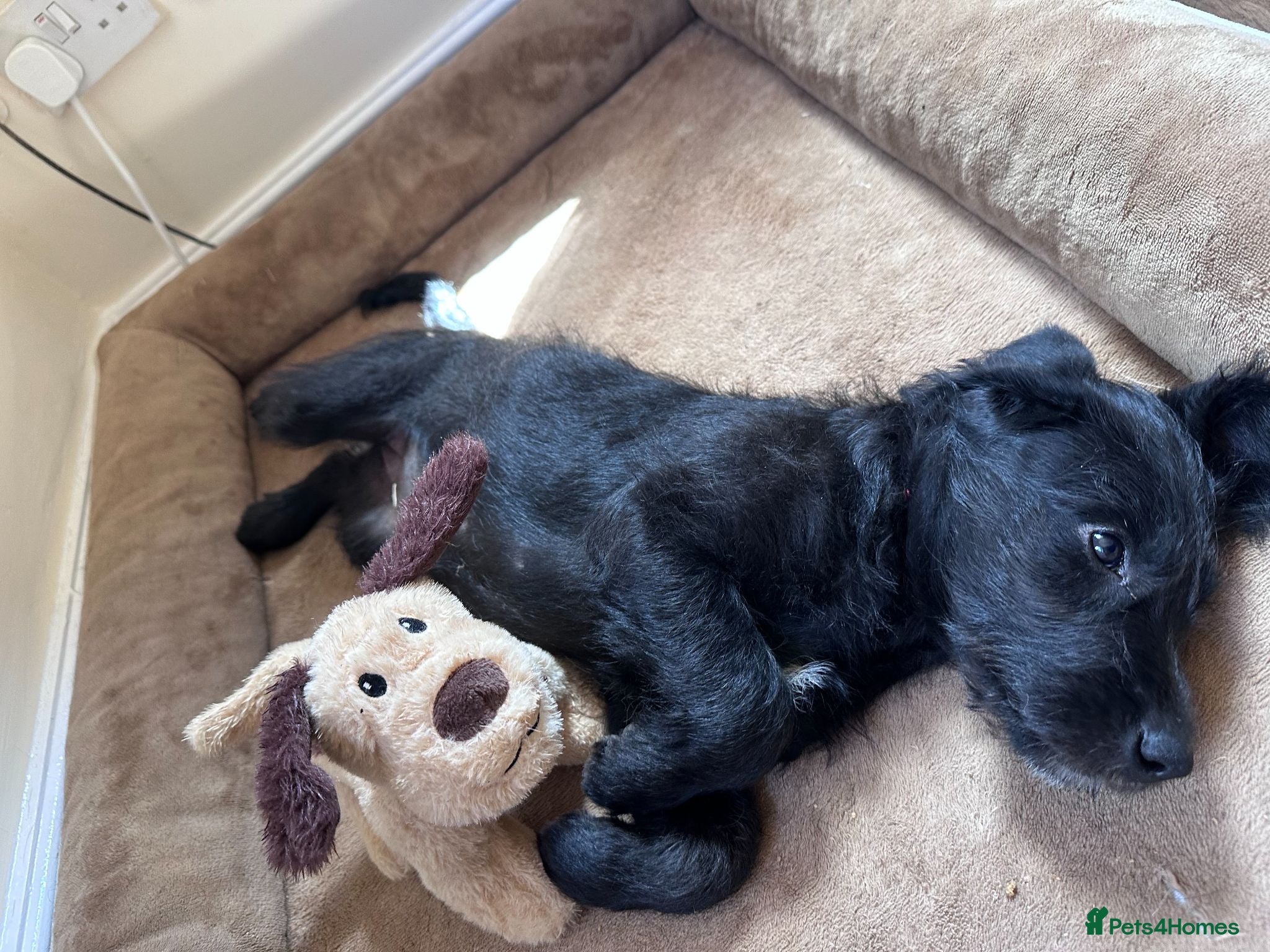 Labradoodle dogs READY NOW Beautiful happy labradoodle puppies - Advert 2