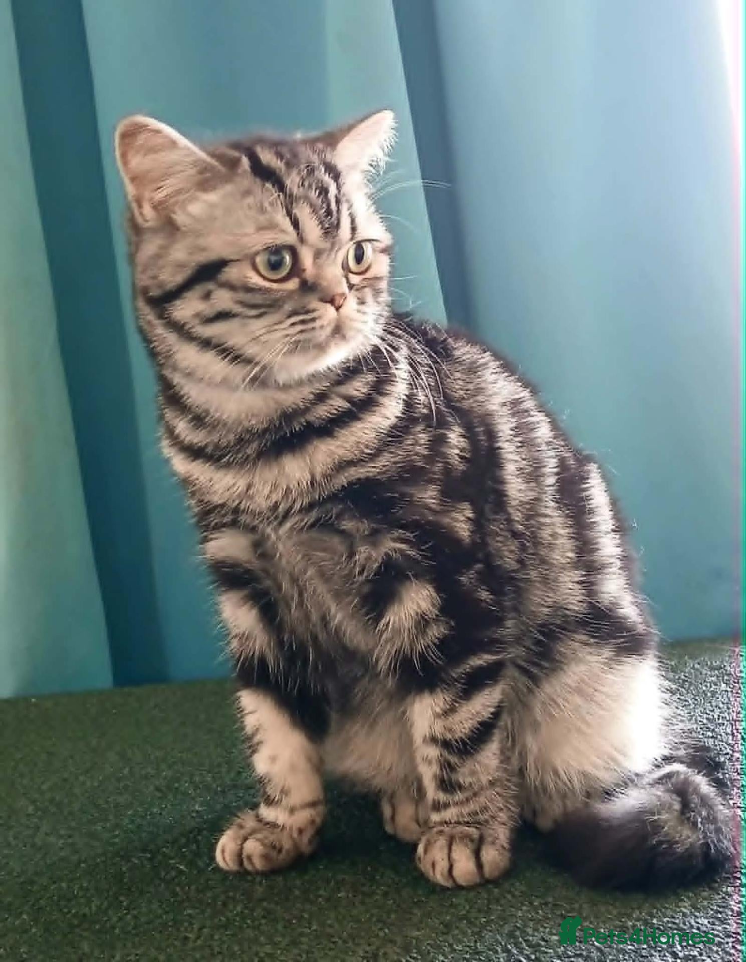 British Shorthair cats Bsh. Silver Tabby. Active/Nonactive. 🍄🍒 - Advert 13