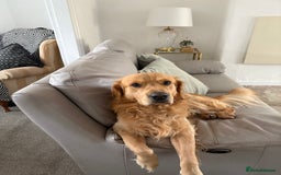 Golden Retriever dogs for stud: Golden boy Baxter KC fully Health tested - Image 10