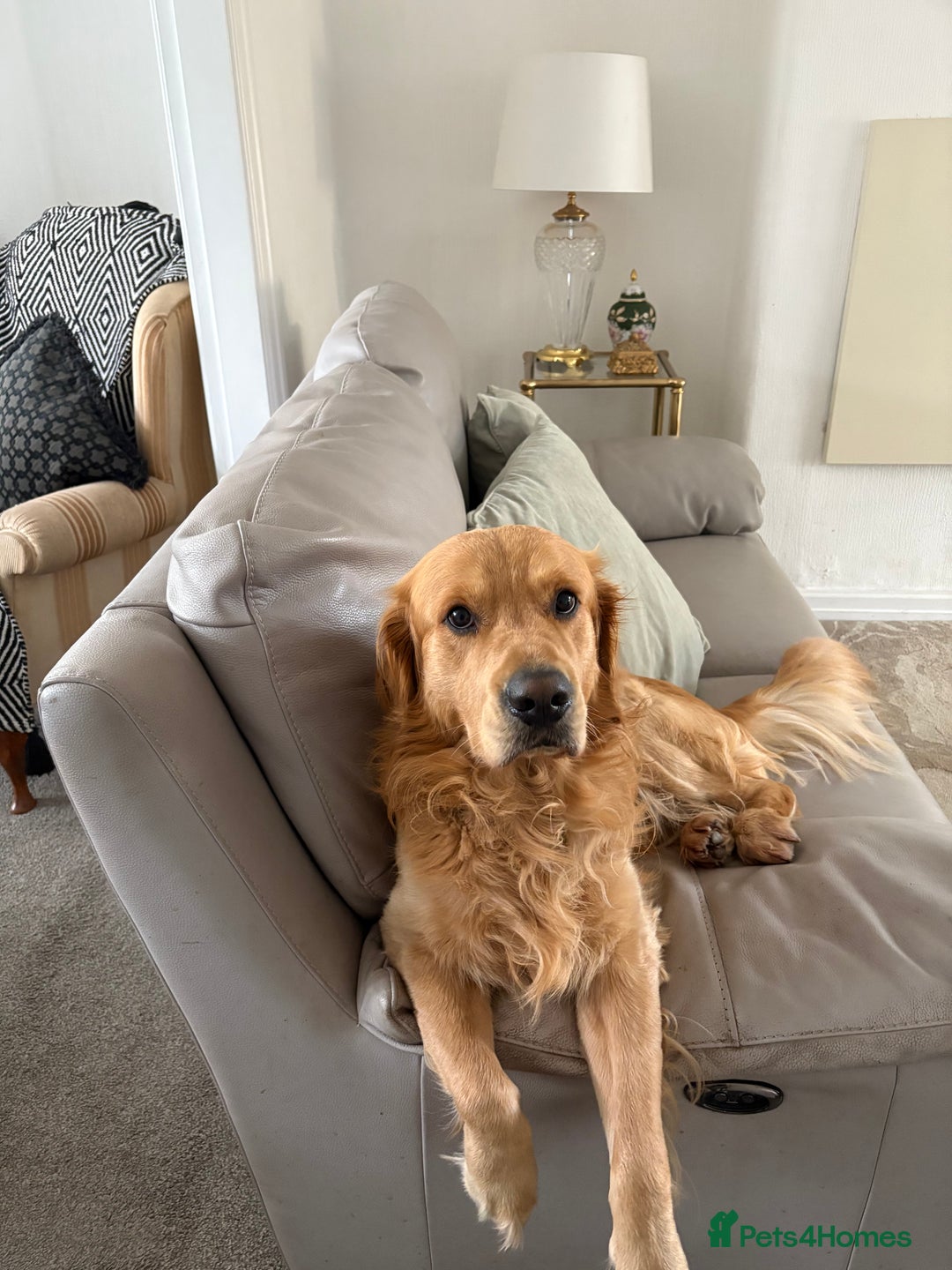 Golden Retriever dogs for stud: Golden boy Baxter KC fully Health tested - Image 10