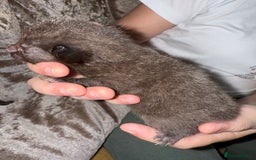 Mixed Breed cats for sale: 3 Gorgeous Girls - Image 13