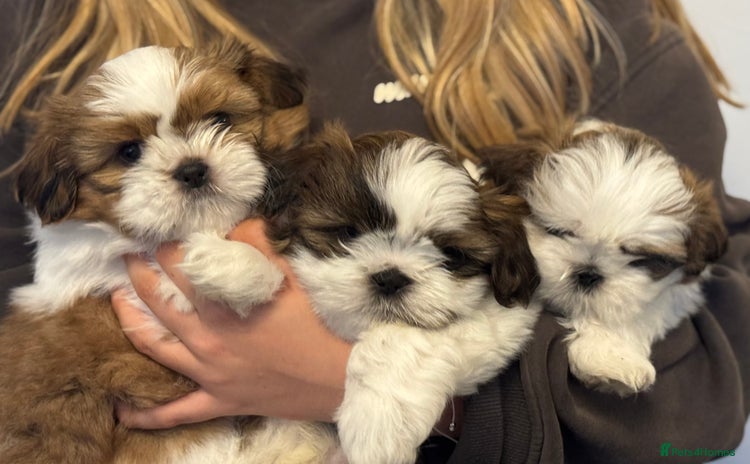 Shih Tzu dogs - Advert 1