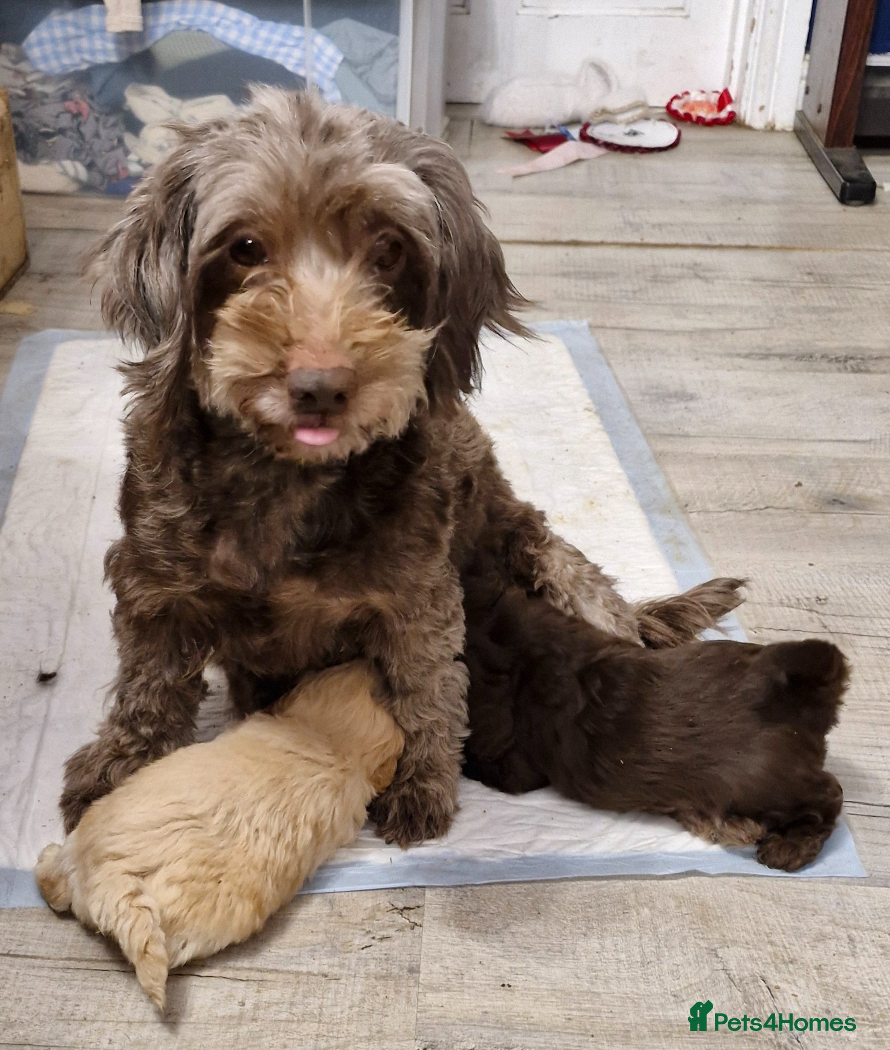 Shihpoo dogs Beautiful shihpoo puppies  - Advert 1