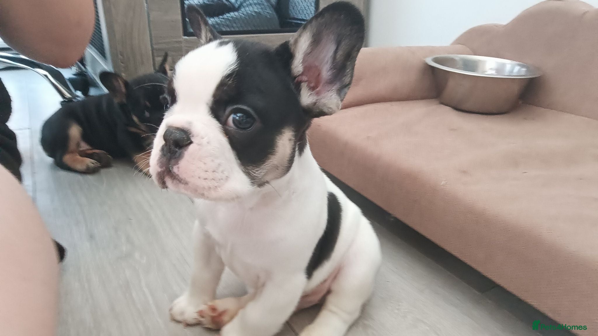French Bulldog dogs Beautiful French pups  - Advert 6