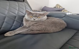 British Shorthair cats for sale: British Shorthair - Image 2