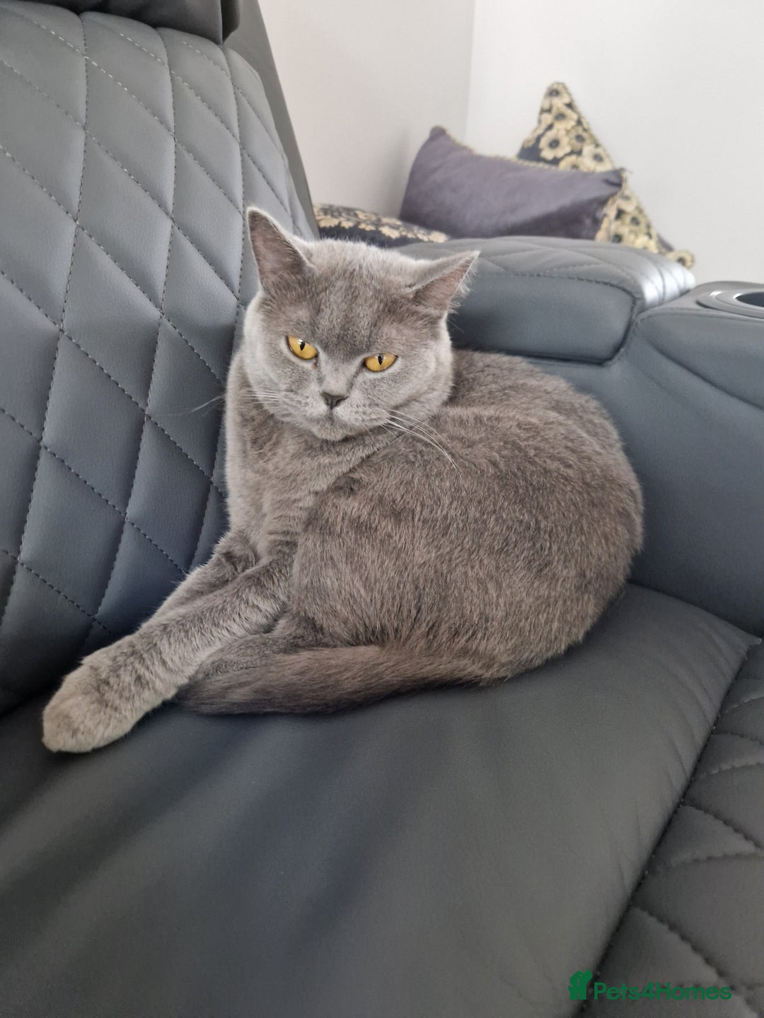British Shorthair cats for sale: British Shorthair - Image 2