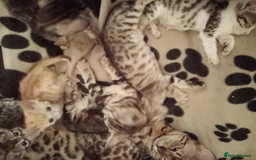 Mixed Breed cats for sale: Lovely Ginger and Rosetted Kittens - Image 29