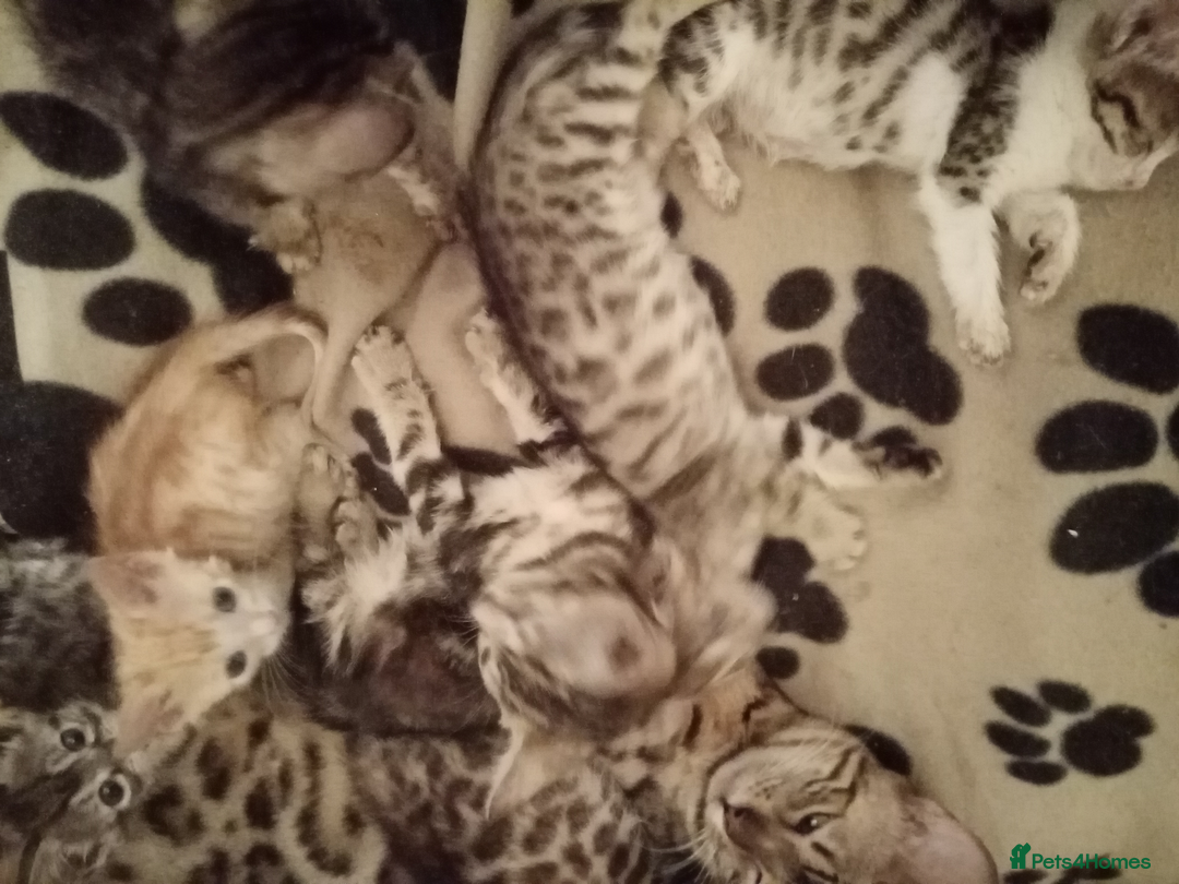 Mixed Breed cats for sale: Lovely Ginger and Rosetted Kittens - Image 29