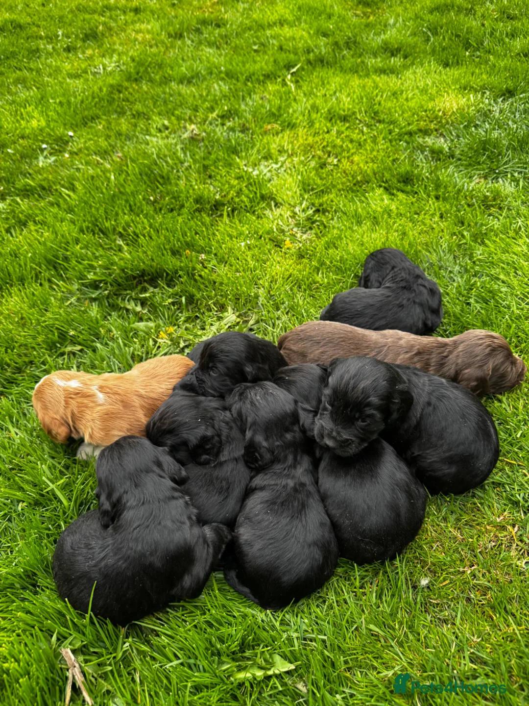 Cocker Spaniel dogs for sale: KC REGISTERED WORKING COCKER SPANIELS - Advert 12