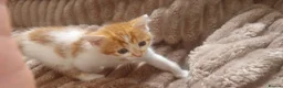Domestic Shorthair cats for sale: Ginger females & tuxedo male - Advert 7
