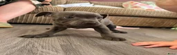 Staffordshire Bull Terrier dogs for sale: 🩷ONE GIRL LEFT KC Registered SBT - Advert 9