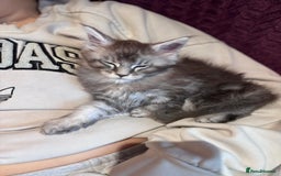 Maine Coon cats for sale: 1 beautiful Male kitten left - Image 4