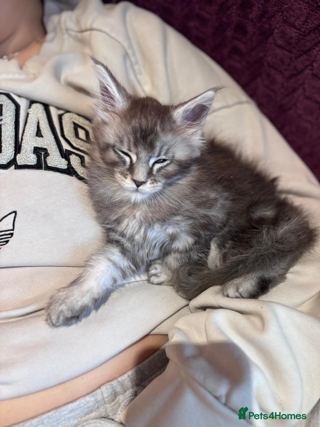 Maine Coon cats for sale: 1 beautiful Male kitten left - Image 4