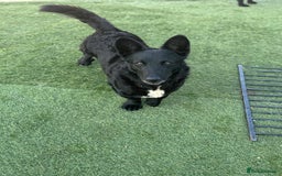 Mixed Breed dogs for adoption: Dashing Dave ready for a new home! - Image 12