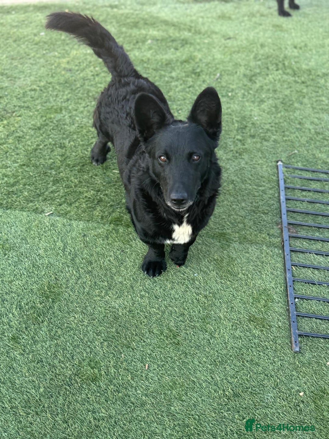 Mixed Breed dogs for adoption: Dashing Dave ready for a new home! - Image 12