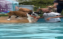 Saint Bernard dogs for sale: Saint Bernard puppies  - Image 33
