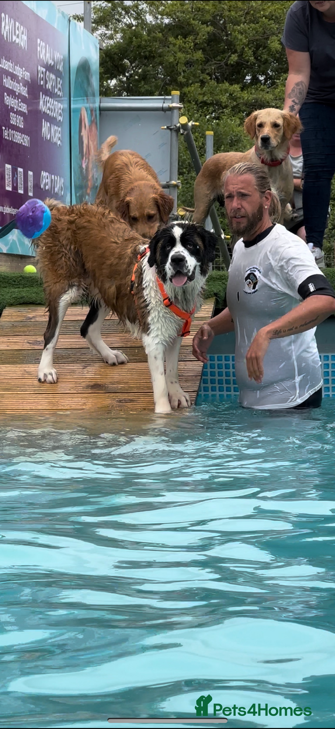 Saint Bernard dogs for sale: Saint Bernard puppies  - Image 33