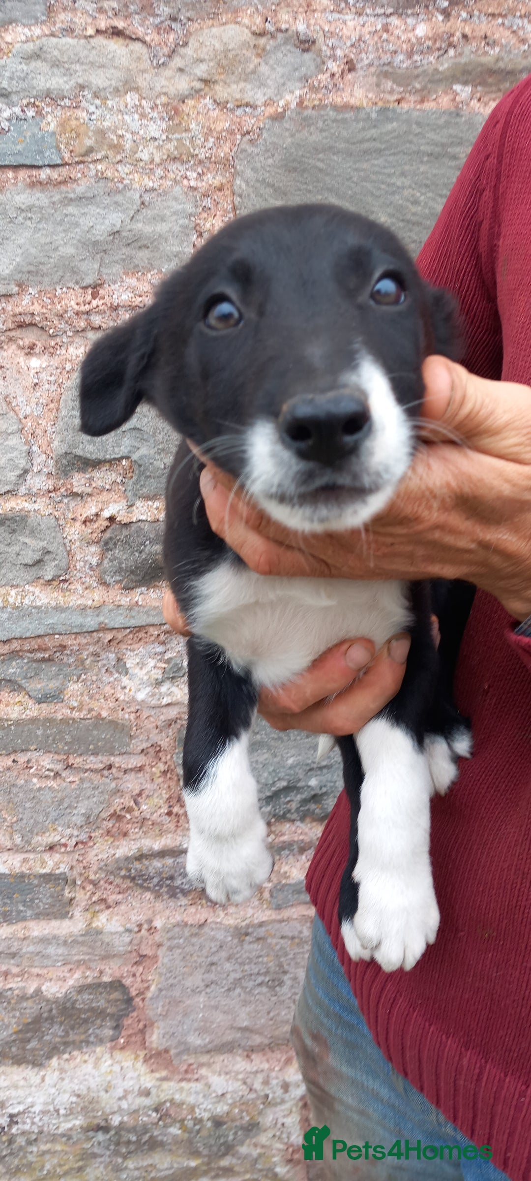 Border Collie dogs for sale: 7 adorable puppies available NOW - Image 6