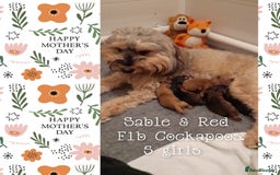 Cockapoo dogs for stud: Stunning proven KC reg Red Miniature Poodle in Cannock - Image 11