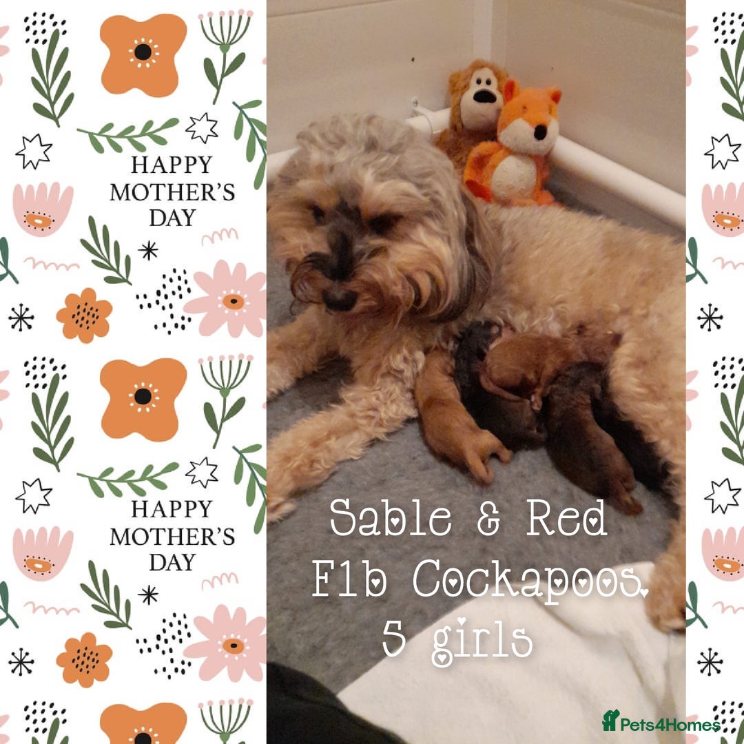 Cockapoo dogs for stud: Stunning proven KC reg Red Miniature Poodle in Cannock - Image 11