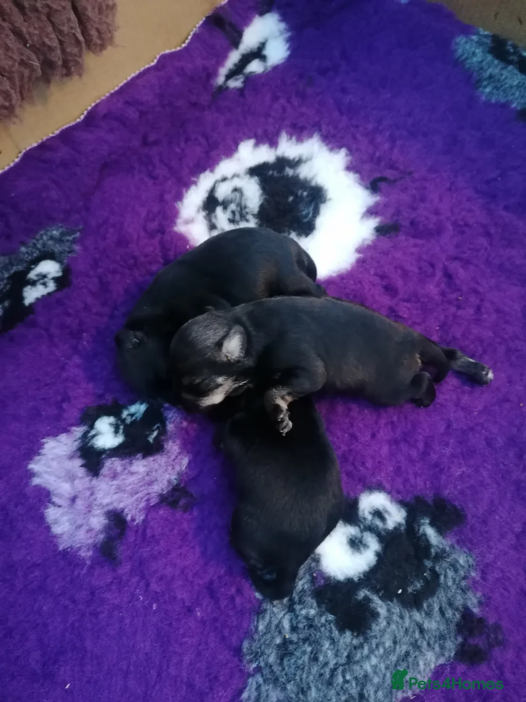 Miniature Schnauzer dogs for sale: Miniature schnauzer puppies - Advert 2