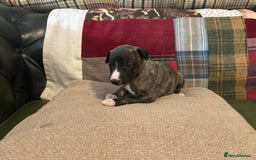 Whippet dogs for sale: Whippet Pups  - Image 17